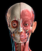 Human head anatomy, illustration