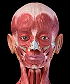 Human head anatomy, illustration