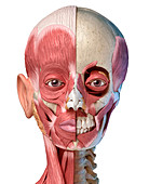 Human head with skull and muscles, illustration