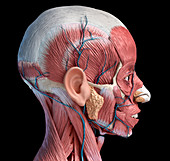 Human head musculature and blood vessels, illustration