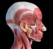 Human head anatomy, illustration