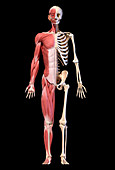 Male musculature and skeleton, illustration