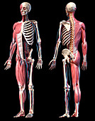 Human skeleton, muscles and blood vessels, illustration