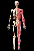 Male musculature and skeleton, illustration