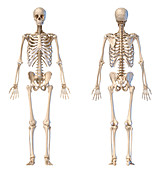 Male skeleton, illustration
