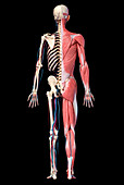 Human skeleton, muscles and blood vessels, illustration