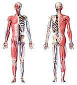 Human skeleton, muscles and blood vessels, illustration