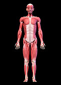 Male musculature, illustration