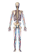 Human skeleton and vascular system, illustration