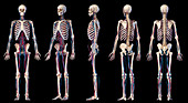 Human skeleton and vascular system, illustration