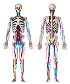 Human skeleton and vascular system, illustration