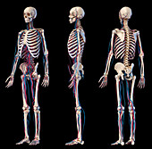 Human skeleton and vascular system, illustration