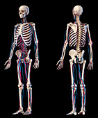 Human skeleton and vascular system, illustration