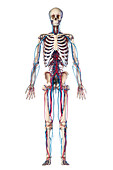 Human skeleton and vascular system, illustration