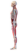 Human skeleton, muscles and blood vessels, illustration