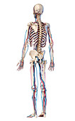 Human skeleton and vascular system, illustration