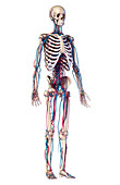 Human skeleton and vascular system, illustration