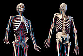 Human skeleton and vascular system, illustration