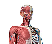 Bones, muscles and blood vessels of the torso, illustration