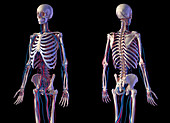 Skeleton and vascular system, illustration
