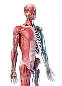 Human skeleton with muscles and blood vessels, illustration