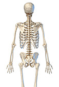 Human skeleton, illustration