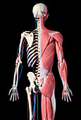 Human skeleton with muscles and blood vessels, illustration