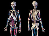 Skeleton and vascular system, illustration