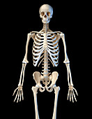 Human skeleton, illustration