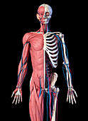 Human skeleton, muscles and blood vessels, illustration