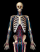 Skeleton and vascular system, illustration