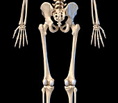 Human hip, leg and hand bones, illustration