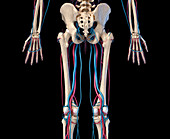 Hip, leg and hand bones and blood vessels, illustration