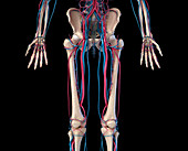 Hip, leg and hand bones and blood vessels, illustration