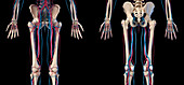 Hip, leg and hand bones and blood vessels, illustration