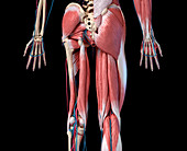 Human hip, leg and hand anatomy, illustration