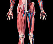 Human hip, leg and hand anatomy, illustration