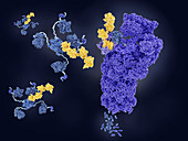 Tumour suppressor p53 degraded by proteasome, illustration