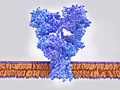 AMPA glutamate receptor, illustration