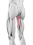 Abductus magnus muscle, illustration