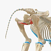 Horse obturator externus muscle, illustration