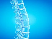 Human spine, illustration