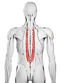 Longissimus thoracis muscle, illustration