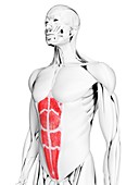 Rectus abdominis muscle, illustration