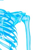 Shoulder joint, illustration