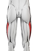 Vastus lateralis muscle, illustration