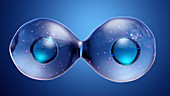 Cell division, illustration