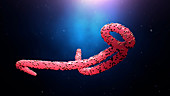 Ebola virus, illustration