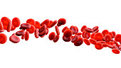 Red blood cells, illustration