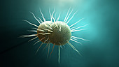 Gonorrhoea bacteria, illustration